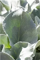  - Senecio cineraria 'Angel Wings'
