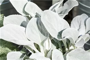  - Senecio cineraria 'Angel Wings'