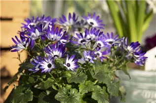  - Senecio cruentus 'Senetti'