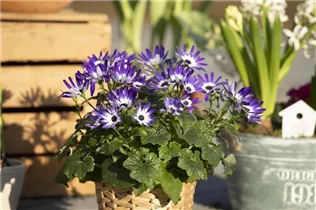  - Senecio cruentus 'Senetti'