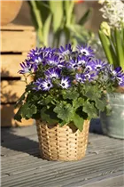  - Senecio cruentus 'Senetti'