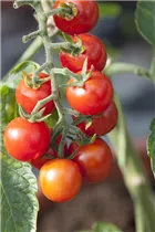  - Solanum lycopersicum 'Bartelly'
