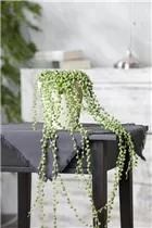 - Senecio rowleyanus  - Senecio rowleyanus