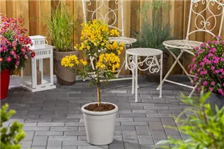 - Senna corymbosa  - Senna corymbosa