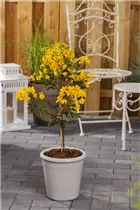 - Senna corymbosa  - Senna corymbosa