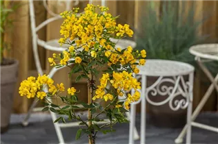 - Senna corymbosa  - Senna corymbosa