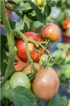 - Solanum lycopersicum 'Berner Rose'