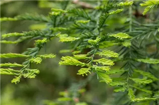  - Sequoia sempervirens