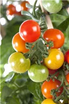  - Solanum lycopersicum 'Cherry Rot'