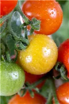  - Solanum lycopersicum 'Cherry Rot'