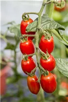  - Solanum lycopersicum 'Cherry Rot'