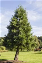  - Sequoiadendron giganteum