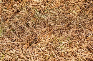  - Sequoiadendron giganteum