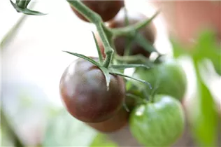  - Solanum lycopersicum 'Chocolate Cherry'