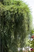  - Sequoiadendron giganteum 'Pendulum'