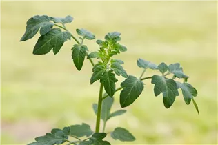  - Solanum lycopersicum 'Cocktailtomate'