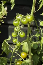  - Solanum lycopersicum 'Cocktailtomate'