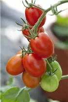  - Solanum lycopersicum 'Dattel'