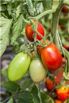 - Solanum lycopersicum 'Eiertomate'  - Solanum lycopersicum 'Eiertomate'