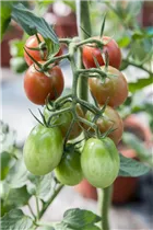  - Solanum lycopersicum 'Eier'