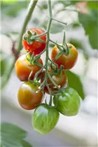 - Solanum lycopersicum 'Eier'