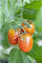  - Solanum lycopersicum 'Eier'