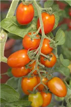  - Solanum lycopersicum 'Eier'
