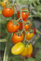  - Solanum lycopersicum 'Eier'