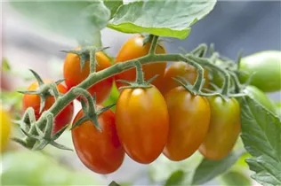  - Solanum lycopersicum 'Eier'