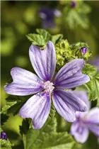  - Sidalcea malviflora