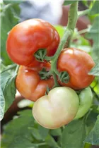  - Solanum lycopersicum 'Fantasio F1'