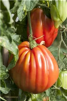  - Solanum lycopersicum 'Liguria'