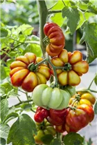  - Solanum lycopersicum Fleischtomate
