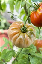  - Solanum lycopersicum Fleischtomate