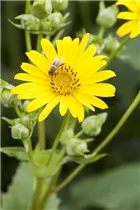  - Silphium perfoliatum