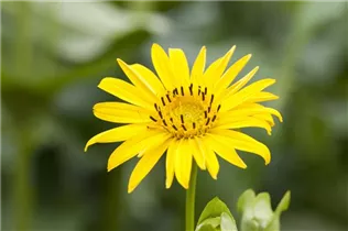  - Silphium perfoliatum