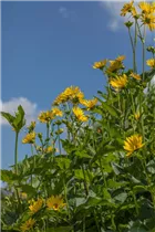  - Silphium perfoliatum