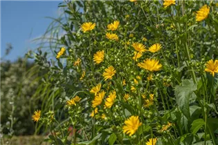  - Silphium perfoliatum