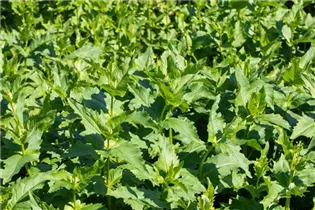  - Silphium perfoliatum