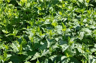  - Silphium perfoliatum