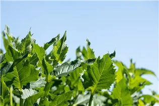  - Silphium perfoliatum