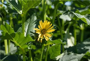  - Silphium perfoliatum