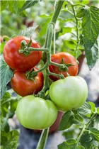  - Solanum lycopersicum 'Harzfeuer F1'