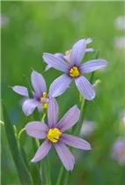 - Sisyrinchium angustifolium  - Sisyrinchium angustifolium