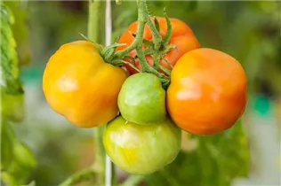  - Solanum lycopersicum 'Marmande'