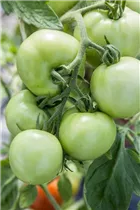 - Solanum lycopersicum 'Moneymaker'  - Solanum lycopersicum 'Moneymaker'