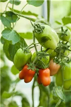  - Solanum lycopersicum 'Paprikatomate'