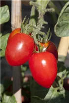  - Solanum lycopersicum 'Roma'