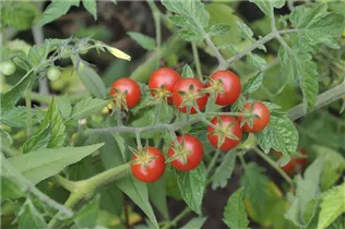 - Solanum lycopersicum 'Rote Murmel'