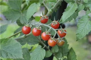  - Solanum lycopersicum 'Rote Murmel'